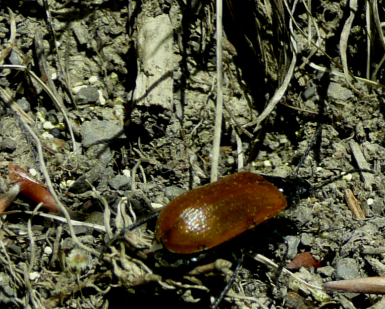 Chrysomela